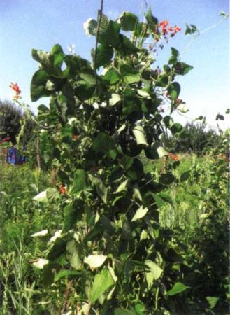 Борис Бублик, Виталий Гридчин - Умный огород круглый год