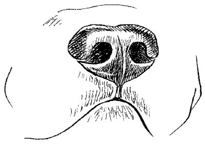 Светлана Ермакова - Среднеазиатская овчарка