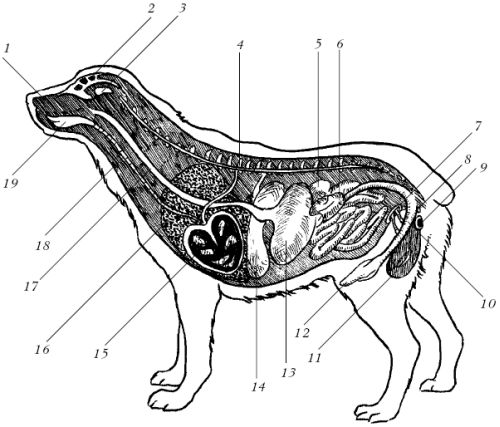 Светлана Ермакова - Среднеазиатская овчарка
