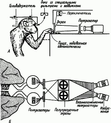 Александр Коган - Основы физиологии высшей нервной деятельности