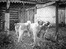 Светлана Ермакова - Среднеазиатская овчарка