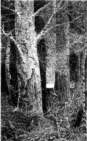 Сергей Минцлов - Царь царей