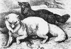 Наталья Гусева - Русский Север - прародина индославов