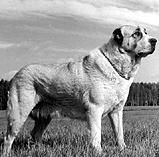 Светлана Ермакова - Среднеазиатская овчарка