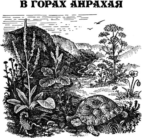 Павел Мариковский - Забытые острова