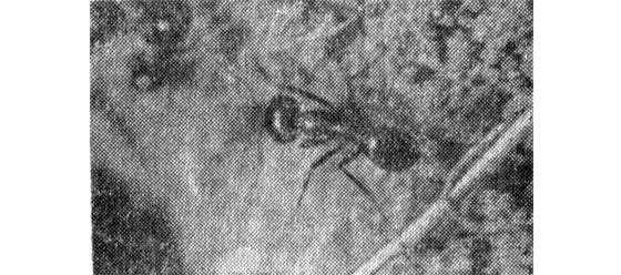 Павел Мариковский - Лунка серебристая