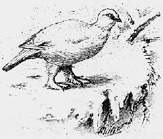 Наталья Гусева - Русский Север - прародина индославов