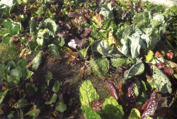 Борис Бублик, Виталий Гридчин - Умный огород круглый год