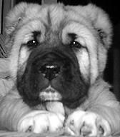 Светлана Ермакова - Среднеазиатская овчарка