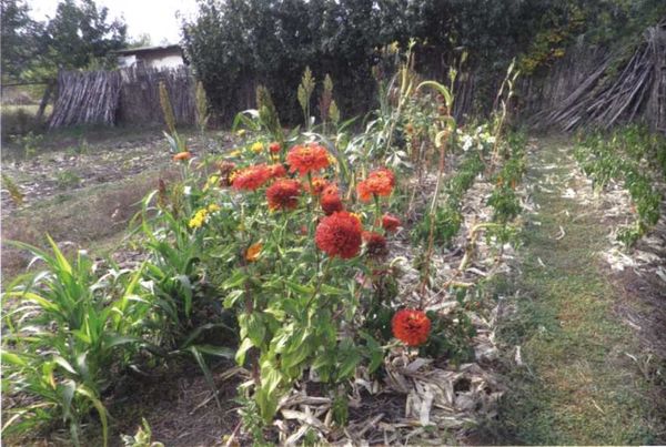 Борис Бублик, Виталий Гридчин - Умный огород круглый год