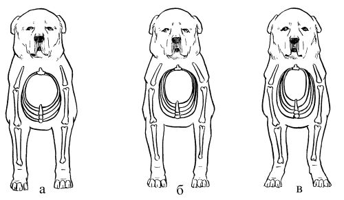 Светлана Ермакова - Среднеазиатская овчарка