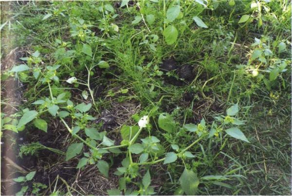 Борис Бублик, Виталий Гридчин - Умный огород круглый год