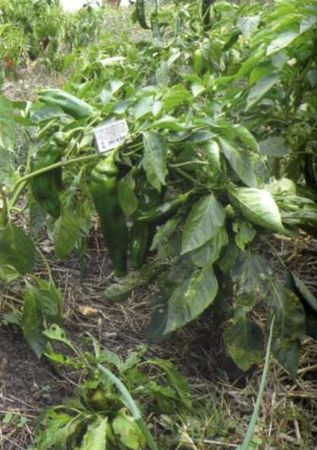 Борис Бублик, Виталий Гридчин - Умный огород круглый год