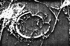 Наталья Гусева - Русский Север - прародина индославов