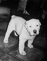 Светлана Ермакова - Среднеазиатская овчарка