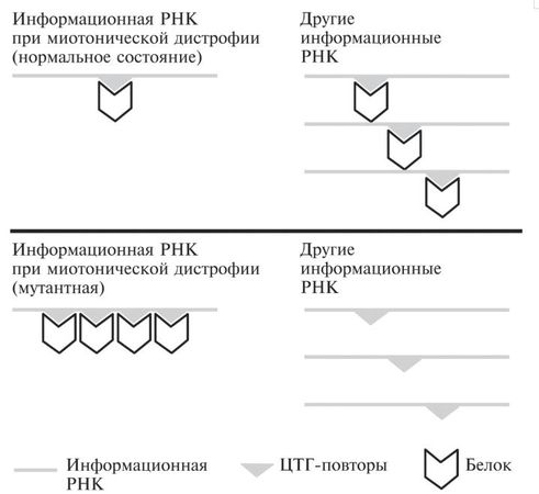 Несса Кэри - Мусорная ДНК. Путешествие в темную материю генома