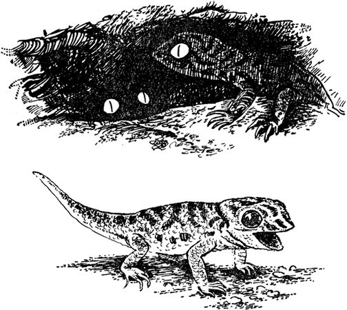 Павел Мариковский - Забытые острова