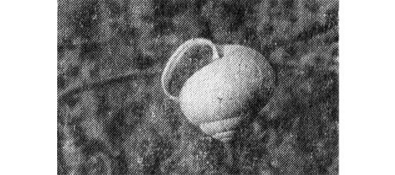 Павел Мариковский - Лунка серебристая