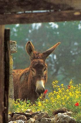 Вальдемар Вайс - Кипр. Путеводитель