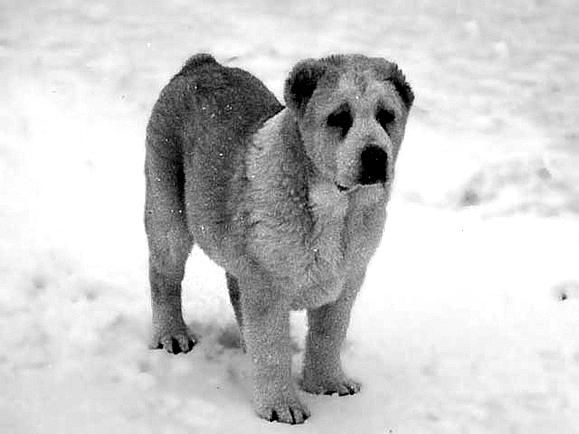 Светлана Ермакова - Среднеазиатская овчарка