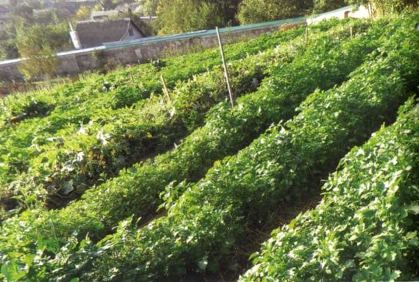 Борис Бублик, Виталий Гридчин - Умный огород круглый год