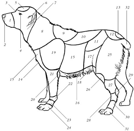 Светлана Ермакова - Среднеазиатская овчарка