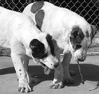 Светлана Ермакова - Среднеазиатская овчарка