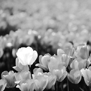 Александр Смит - 52 способа написать бестселлер. Как стать известным писателем