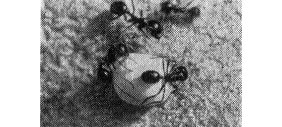 Павел Мариковский - Лунка серебристая