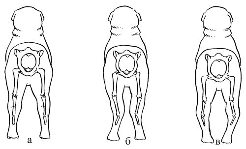 Светлана Ермакова - Среднеазиатская овчарка