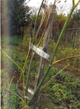 Борис Бублик, Виталий Гридчин - Умный огород круглый год