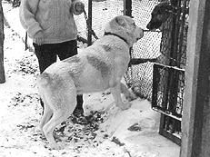 Светлана Ермакова - Среднеазиатская овчарка