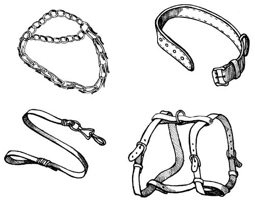 Светлана Ермакова - Среднеазиатская овчарка