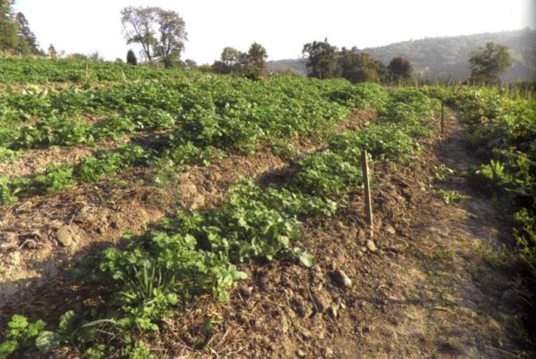 Борис Бублик, Виталий Гридчин - Умный огород круглый год