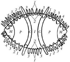 Светлана Ермакова - Среднеазиатская овчарка
