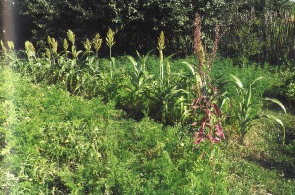 Борис Бублик, Виталий Гридчин - Умный огород круглый год