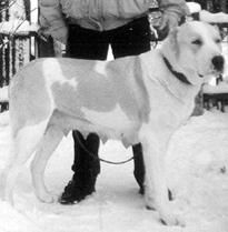 Светлана Ермакова - Среднеазиатская овчарка