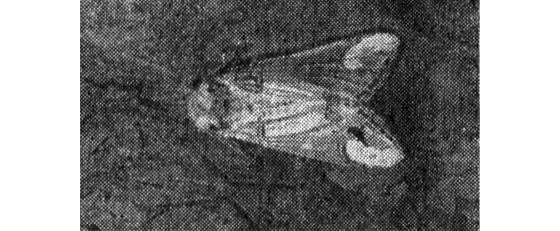 Павел Мариковский - Лунка серебристая