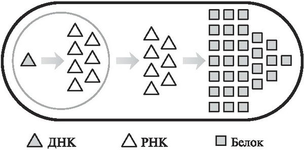 Несса Кэри - Мусорная ДНК. Путешествие в темную материю генома