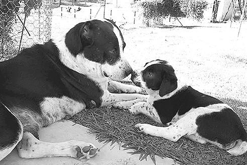 Светлана Ермакова - Среднеазиатская овчарка