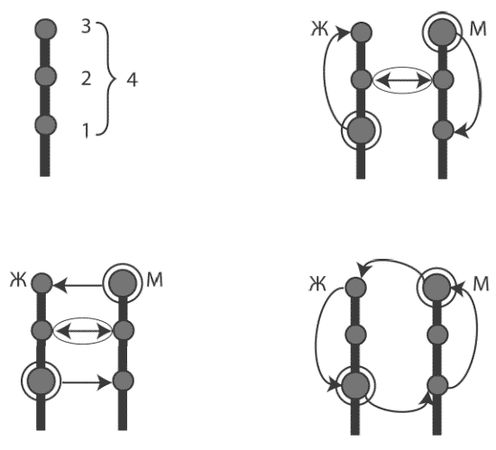 Игорь Калинаускас - Женская мудрость и мужская логика. Война полов или принцип...