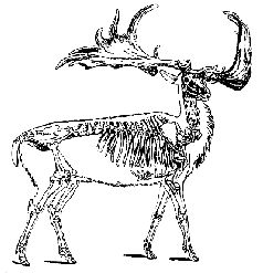 Наталья Гусева - Русский Север - прародина индославов