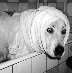 Светлана Ермакова - Среднеазиатская овчарка