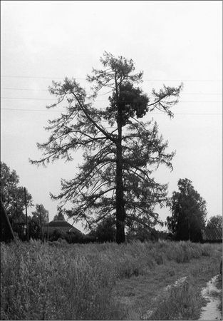 Николай Морохин - Боги Лесного Заволжья. Путешествие по старым русским рубежам