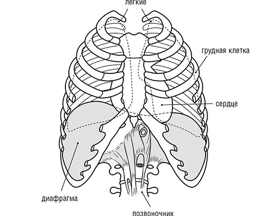 Каролина Гойдер - Авторитет. Как стать уверенным, весомым и влиятельным