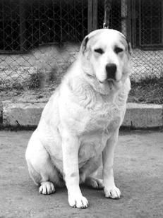 Светлана Ермакова - Среднеазиатская овчарка