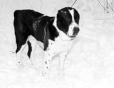 Светлана Ермакова - Среднеазиатская овчарка