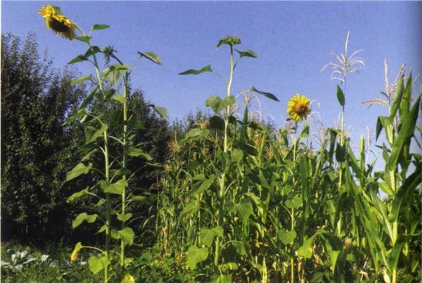 Борис Бублик, Виталий Гридчин - Умный огород круглый год
