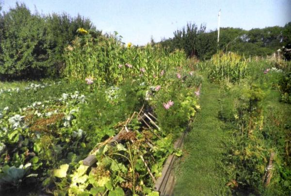 Борис Бублик, Виталий Гридчин - Умный огород круглый год