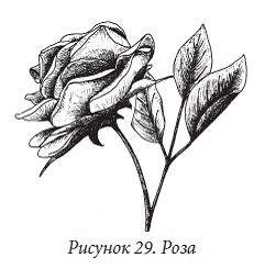 Елена Каминская - Декоративные цветы из бумаги, ткани, кожи, меха, бисера